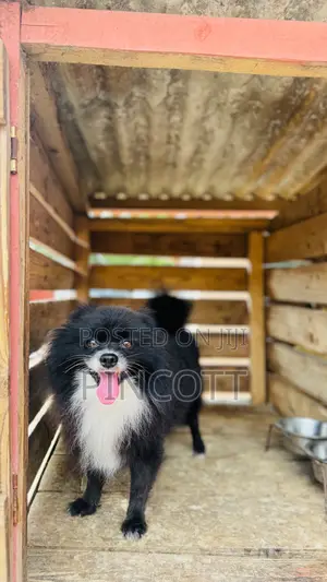 1+ year Male Purebred Pomeranian