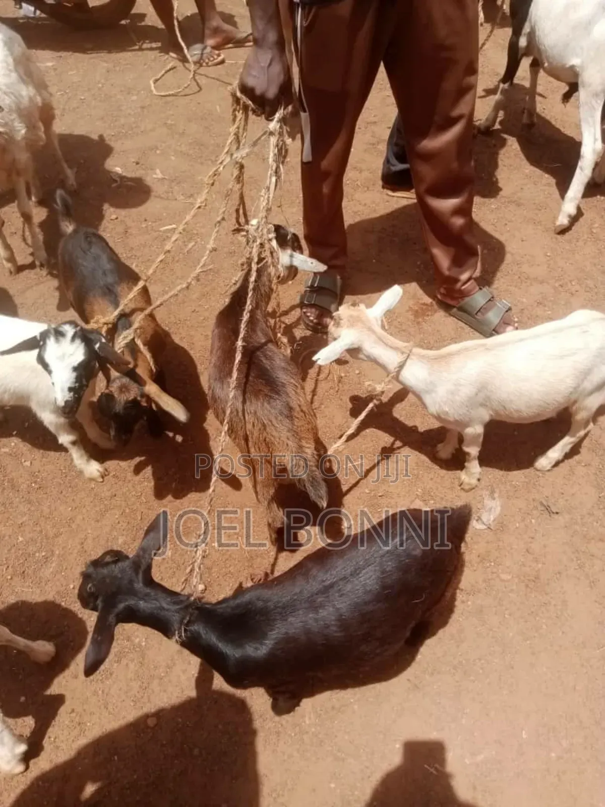 Female Goat