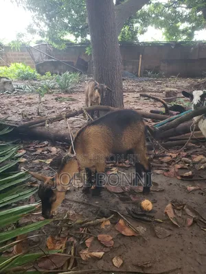 Female Goat
