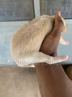 0-1 month Male Mixed Breed Dog