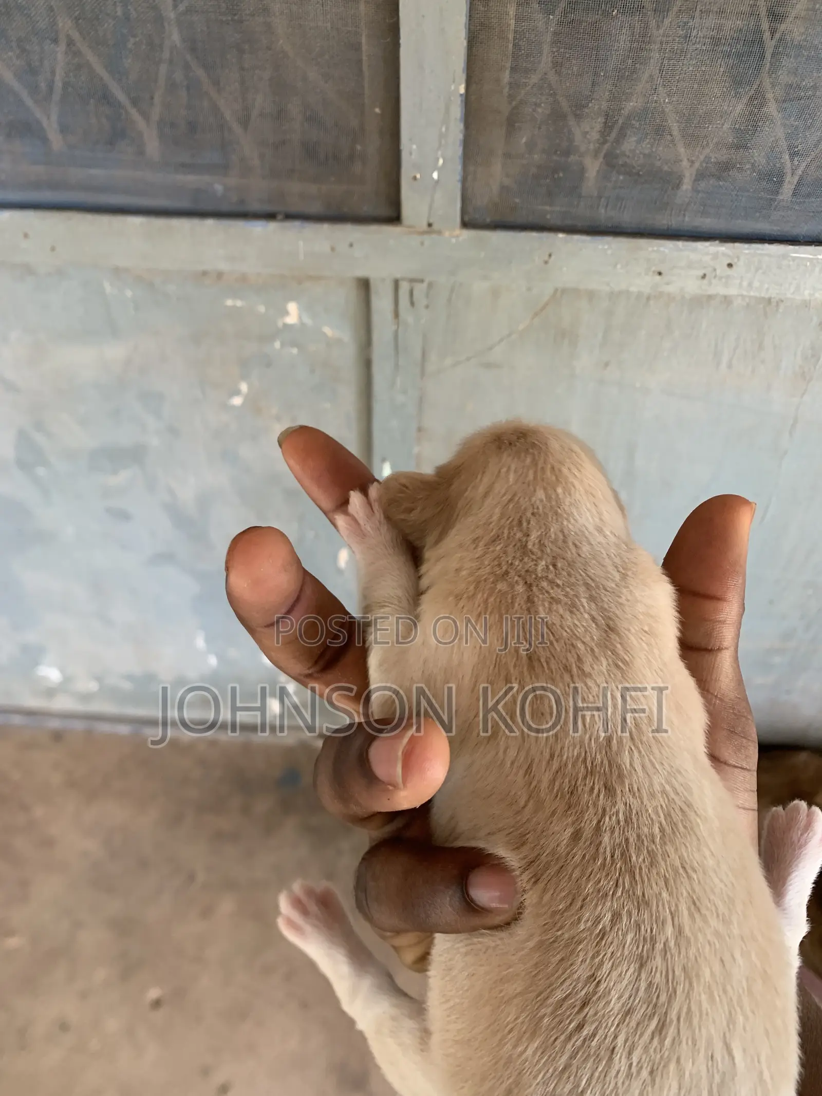 0-1 month Male Mixed Breed Dog