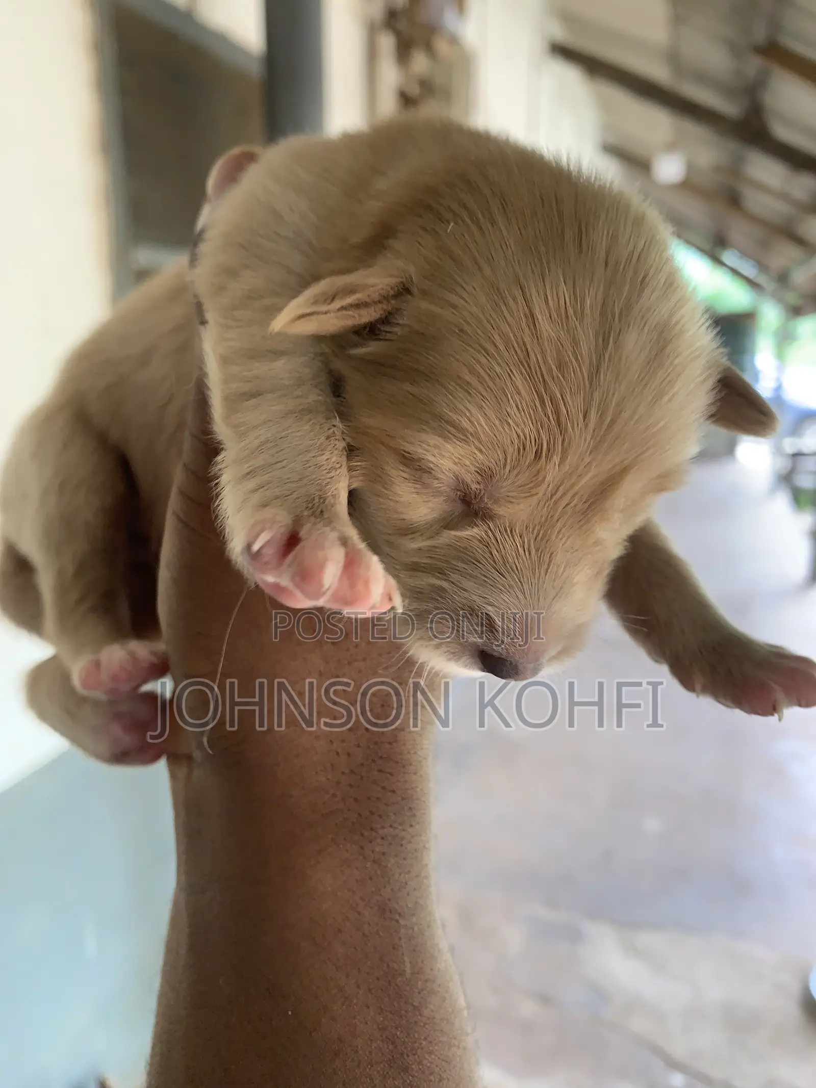 0-1 month Male Mixed Breed Dog