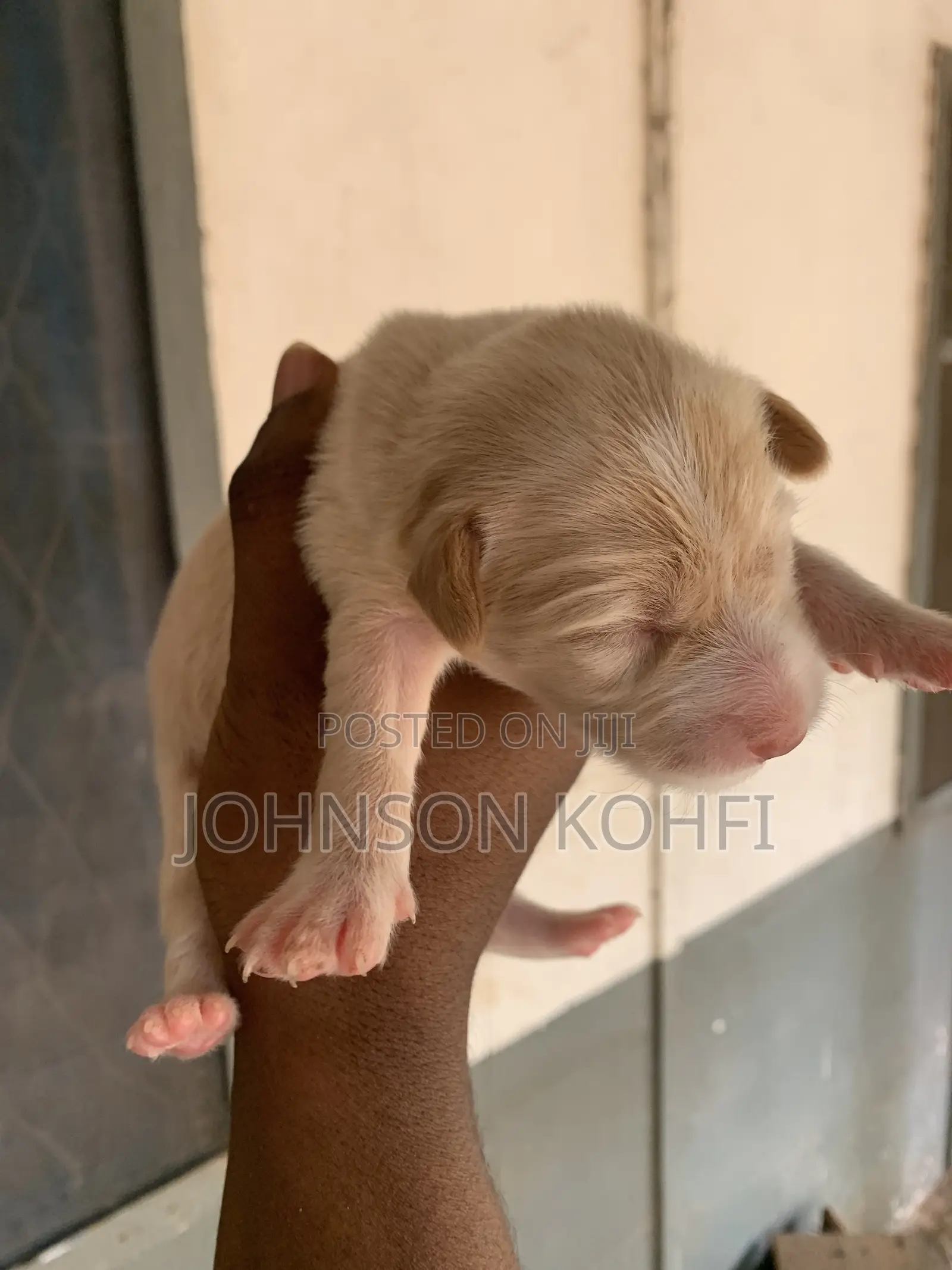 0-1 month Male Mixed Breed Dog