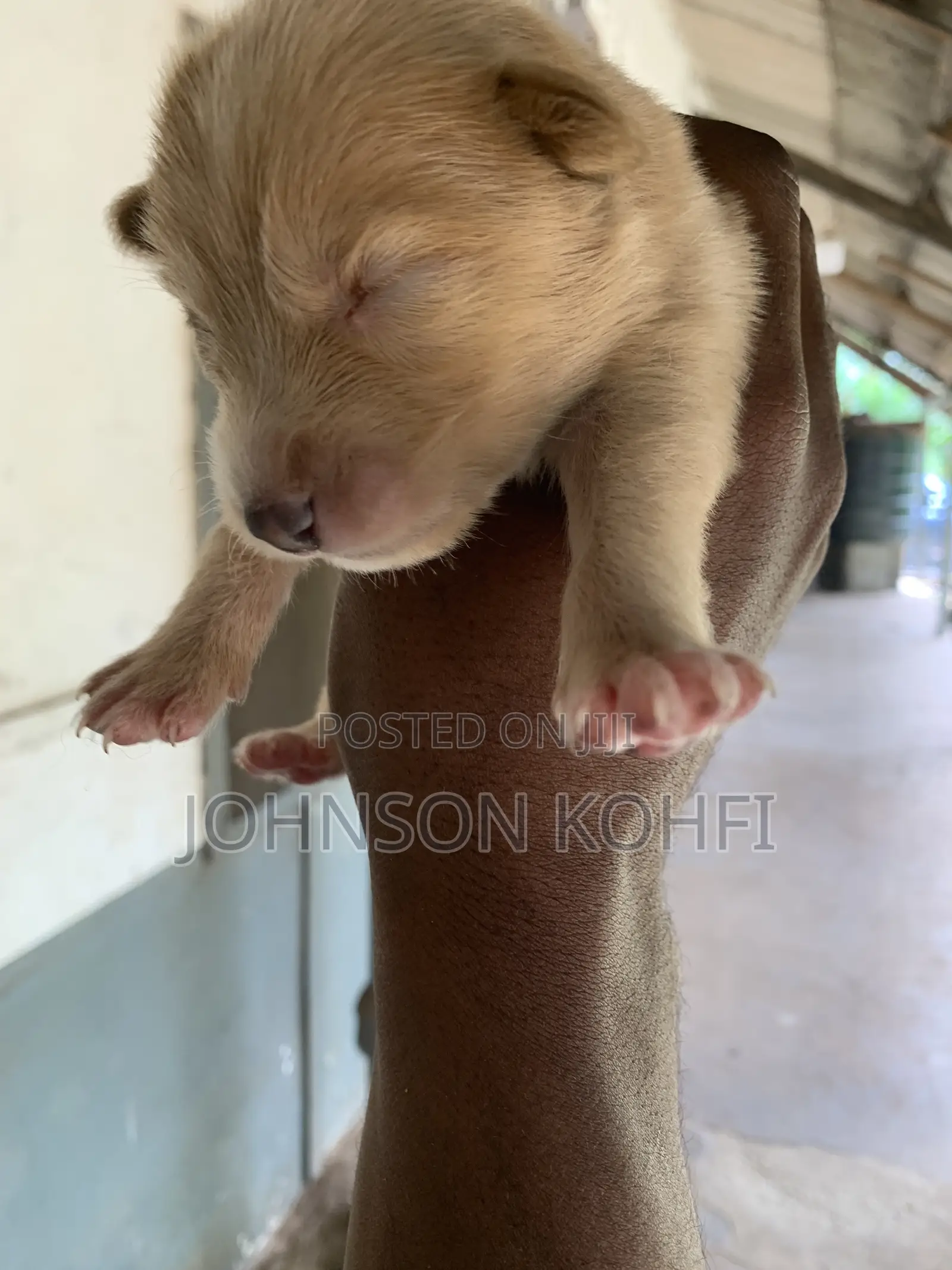 0-1 month Male Mixed Breed Dog