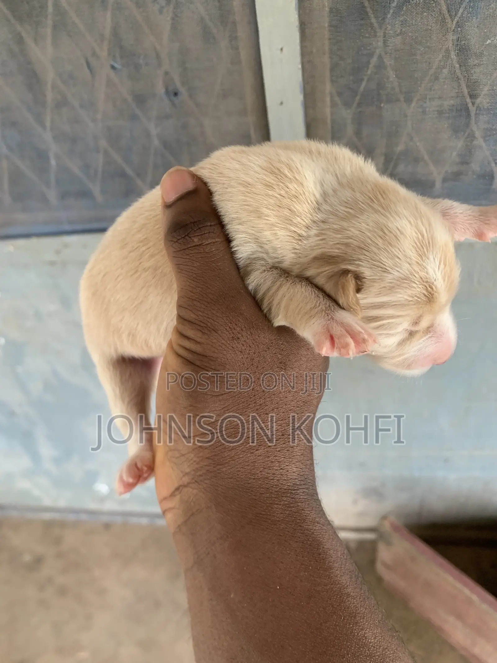 0-1 month Male Mixed Breed Dog