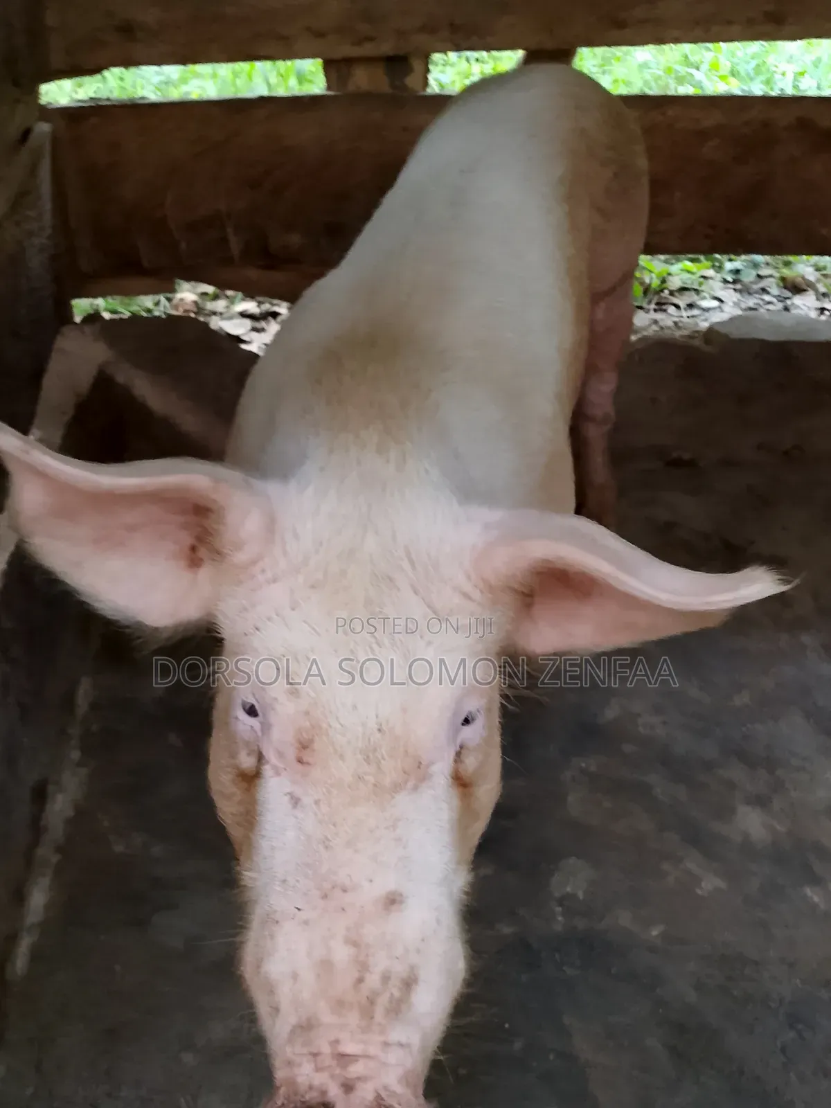 King's Piggery Production