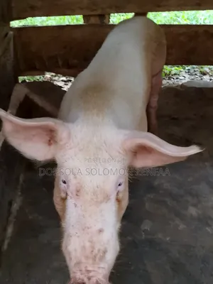 King's Piggery Production