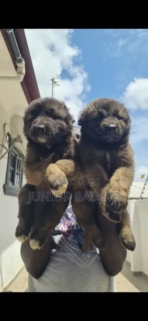 1-3 months Female Purebred Caucasian Shepherd