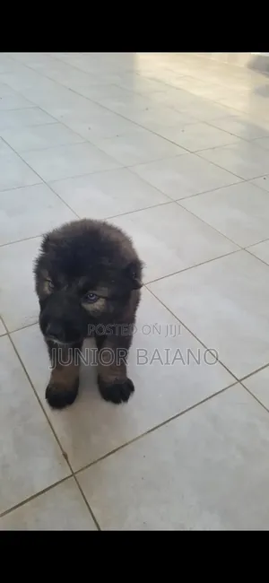 1-3 months Female Purebred Caucasian Shepherd