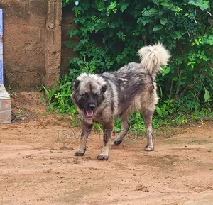 6-12 months Female Purebred Caucasian Shepherd