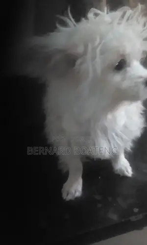 3-6 months Female Purebred Maltese