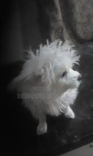 3-6 months Female Purebred Maltese