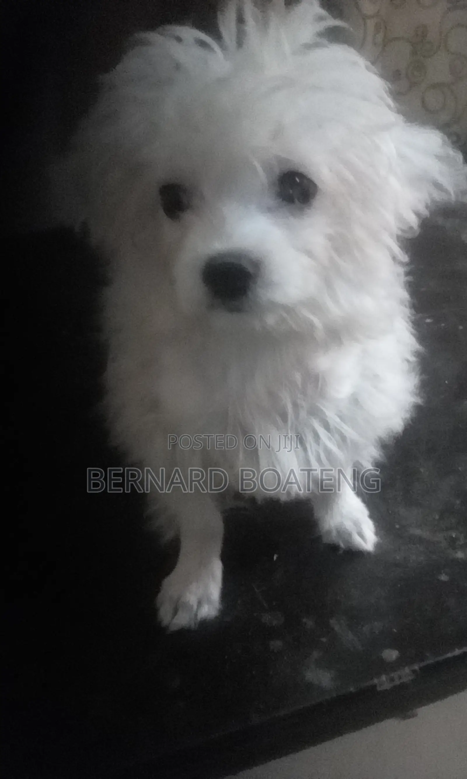 3-6 months Female Purebred Maltese