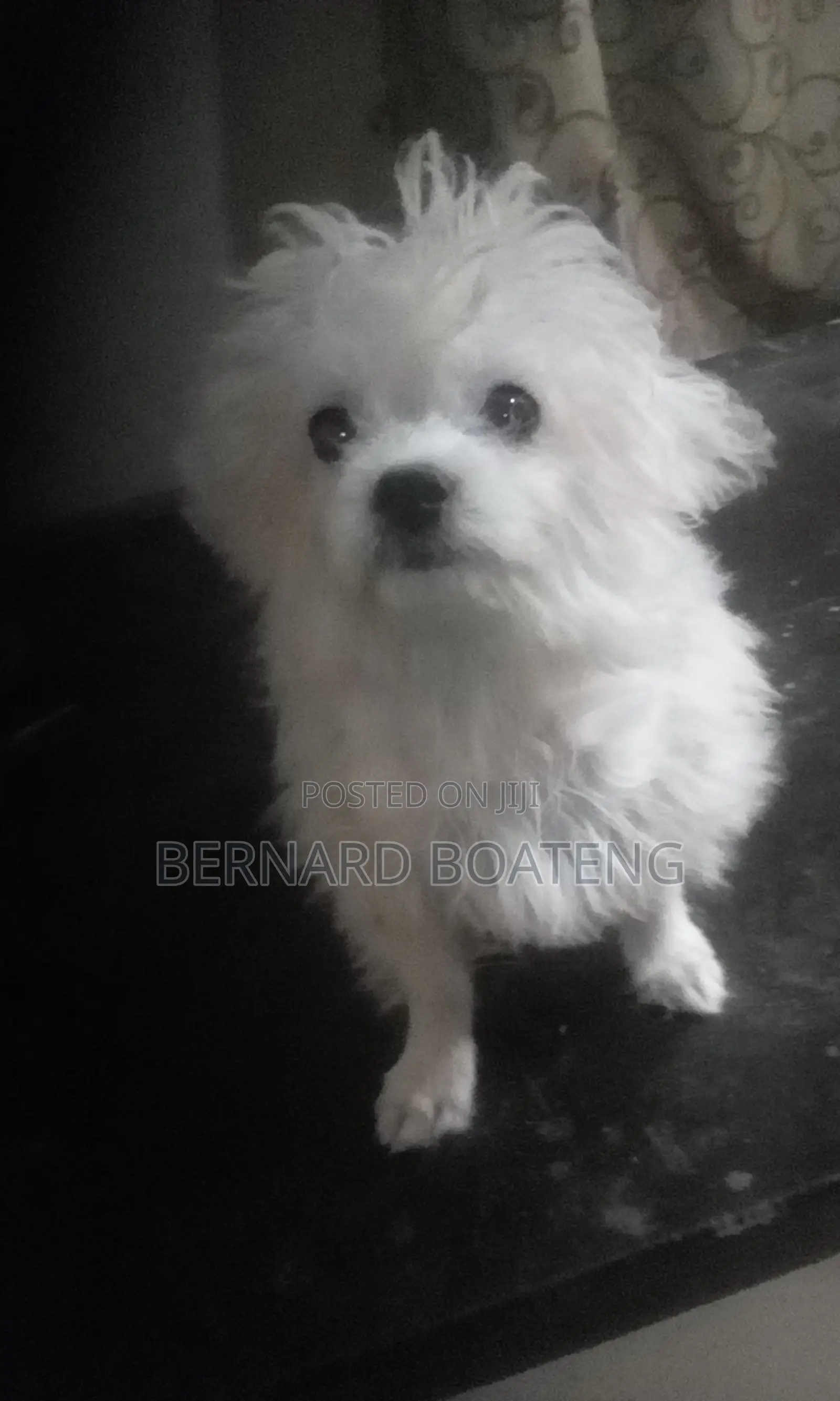 3-6 months Female Purebred Maltese