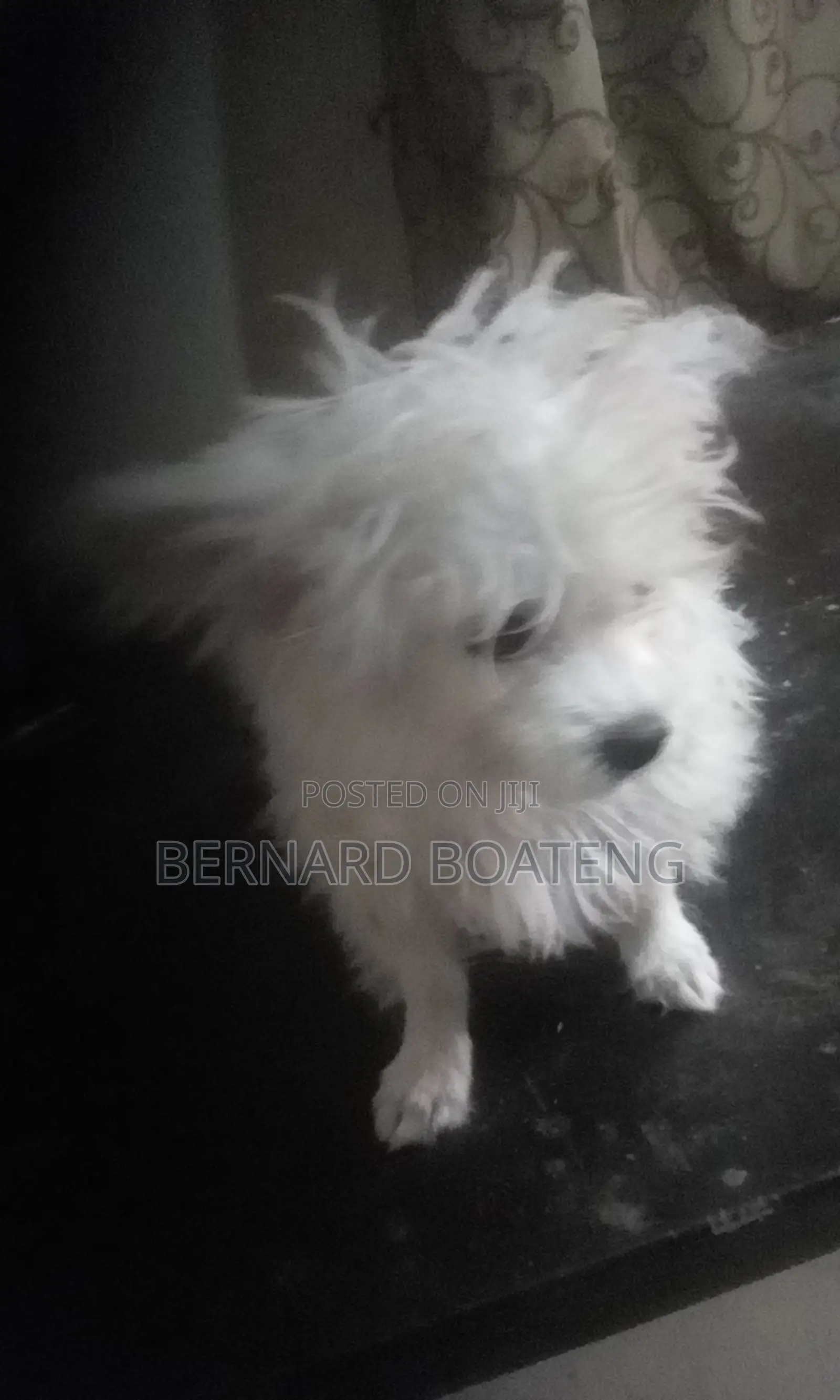 3-6 months Female Purebred Maltese