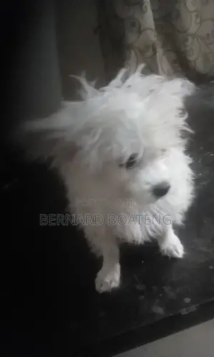 3-6 months Female Purebred Maltese