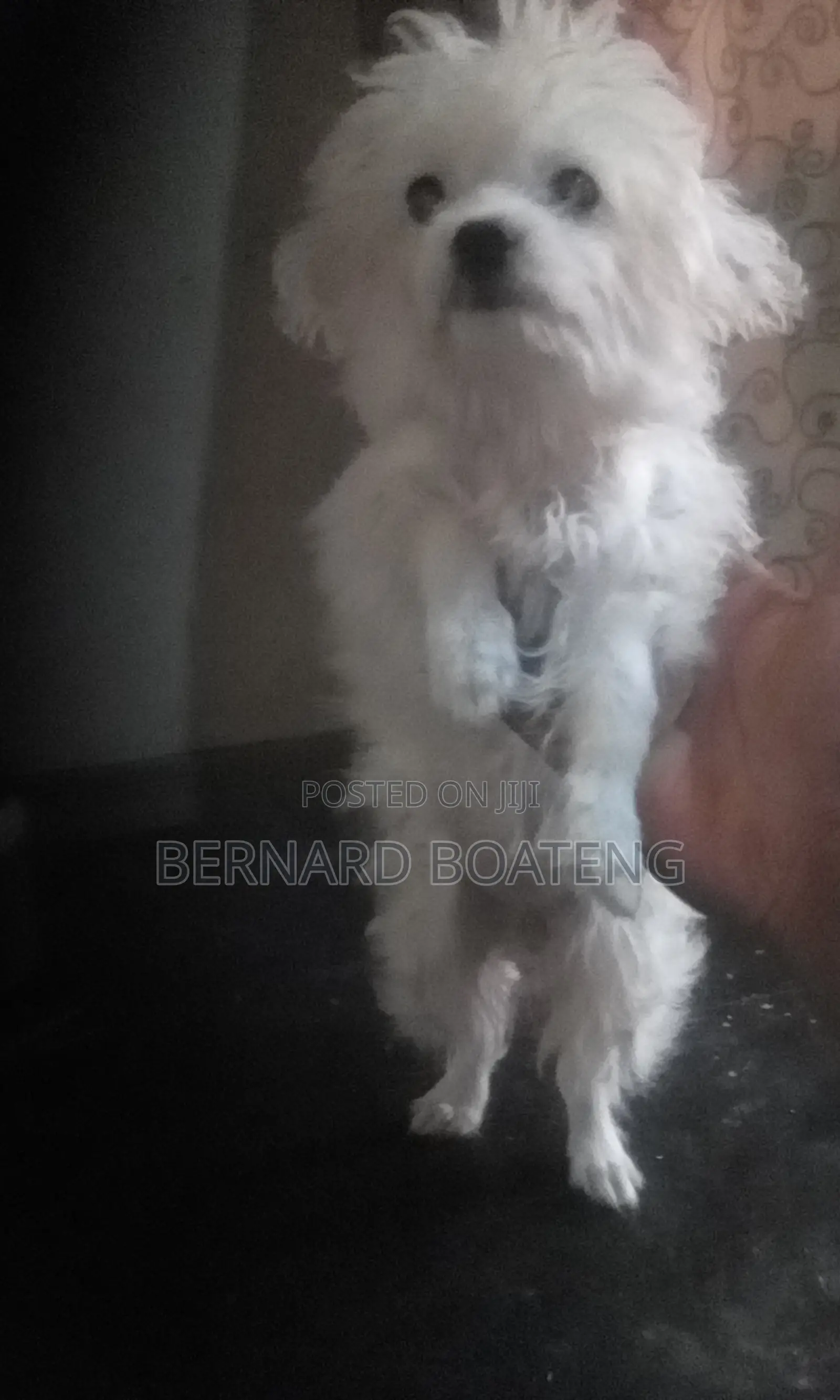 3-6 months Female Purebred Maltese