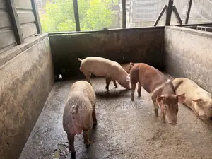 Pigs (Boar and Gilt) for Sale
