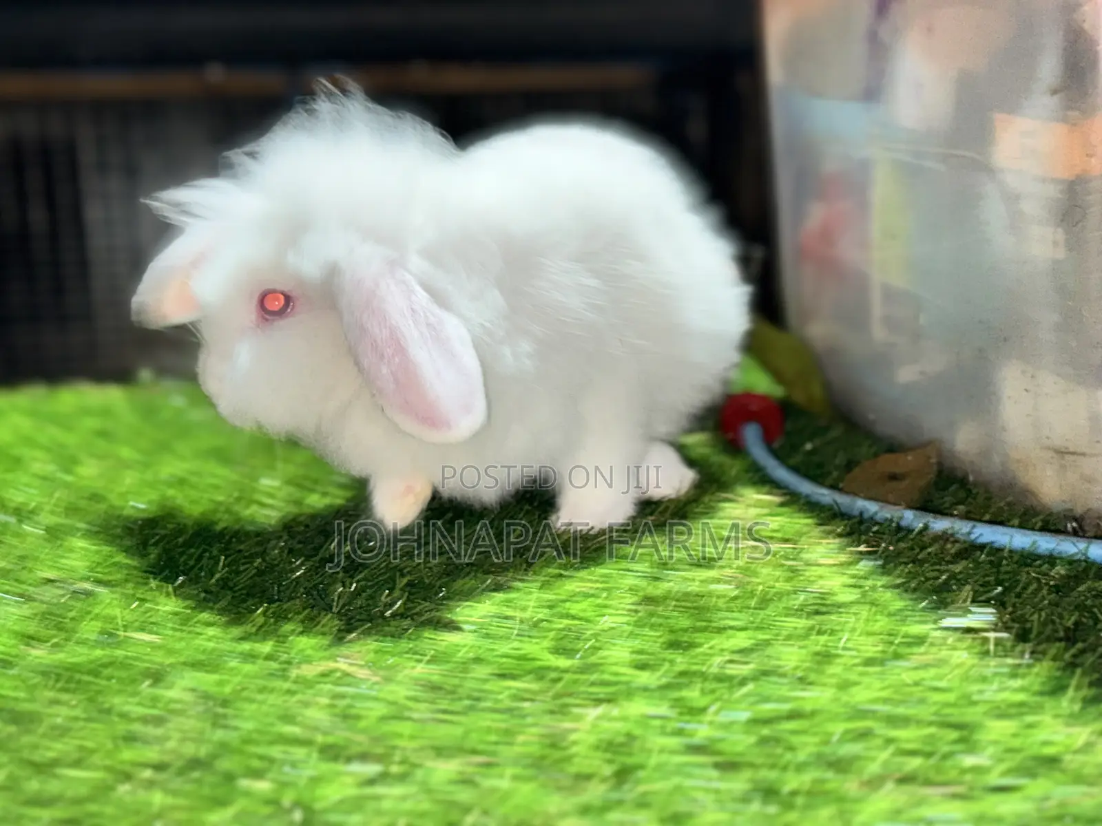 Healthy Rabbit for Pet