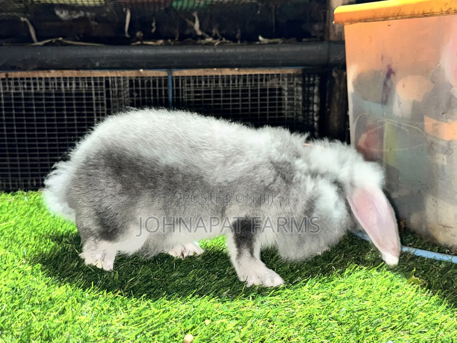 Healthy Rabbit for Pet