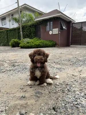 3-6 months Male Mixed Breed Maltipoo