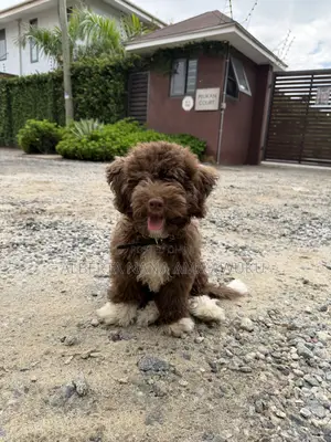 3-6 months Male Mixed Breed Maltipoo