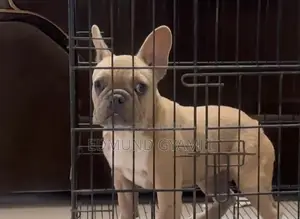 3-6 months Female Purebred French Bulldog