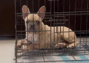 3-6 months Female Purebred French Bulldog