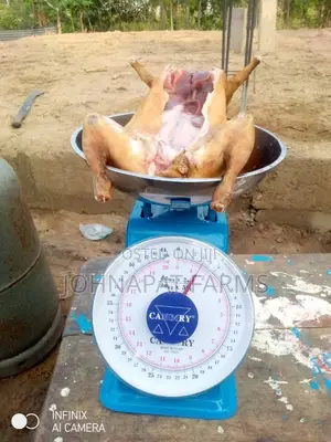 Healthy Meat Rabbit