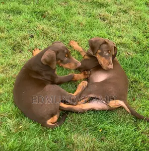 1-3 months Male Purebred Doberman Pinscher