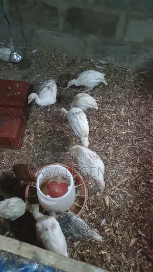 Month Old Hybrid Turkeys