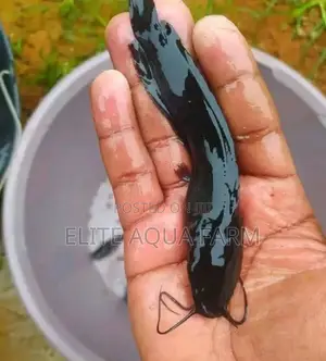 Elite Aqua Farm [ Catfish Farming]