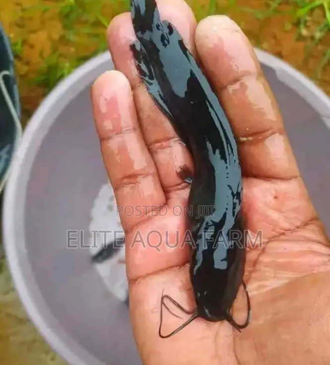 Elite Aqua Farm [ Catfish Farming]