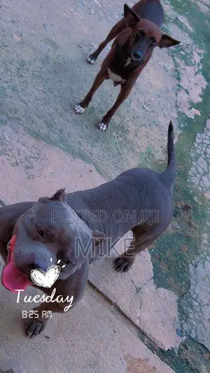 0-1 month Female Mixed Breed Dog