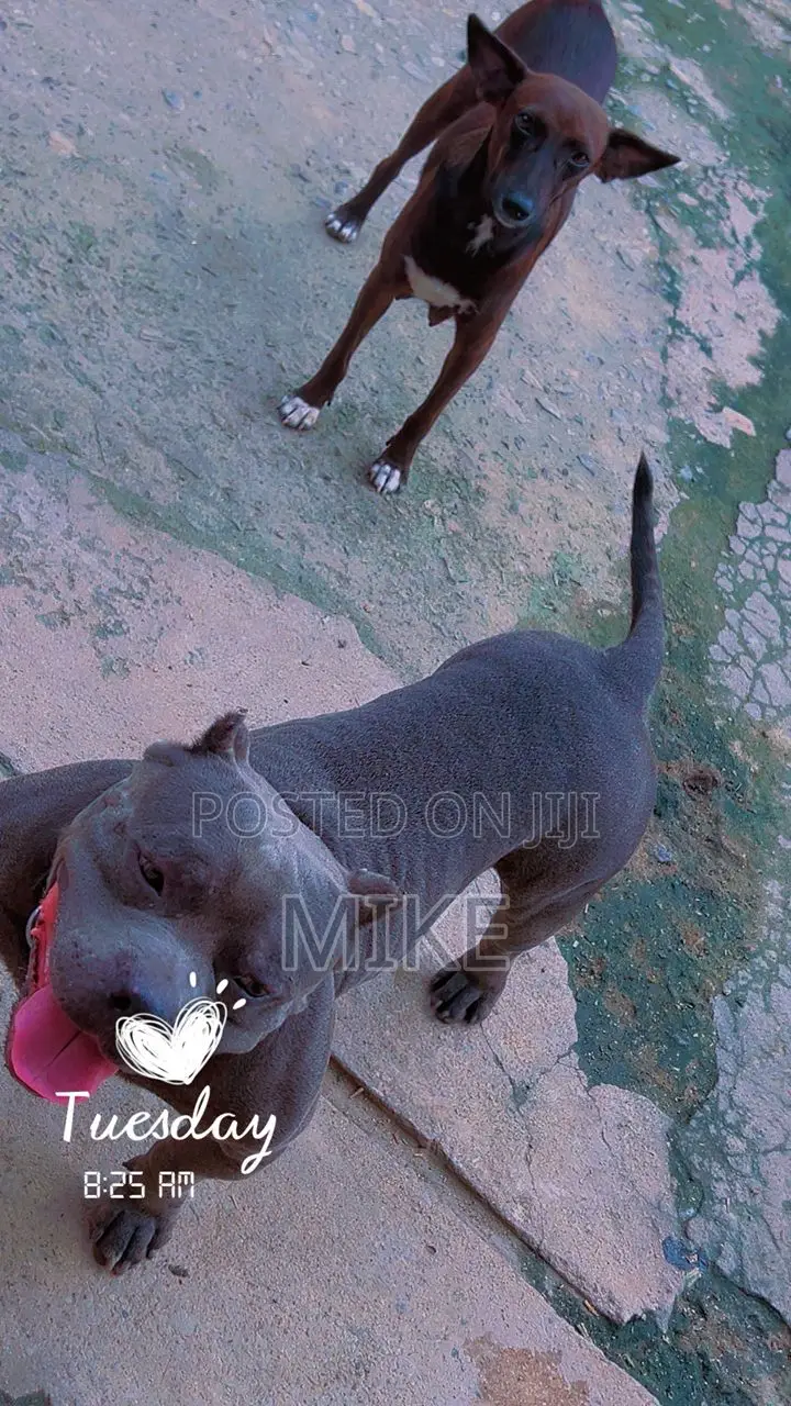 0-1 month Female Mixed Breed Dog