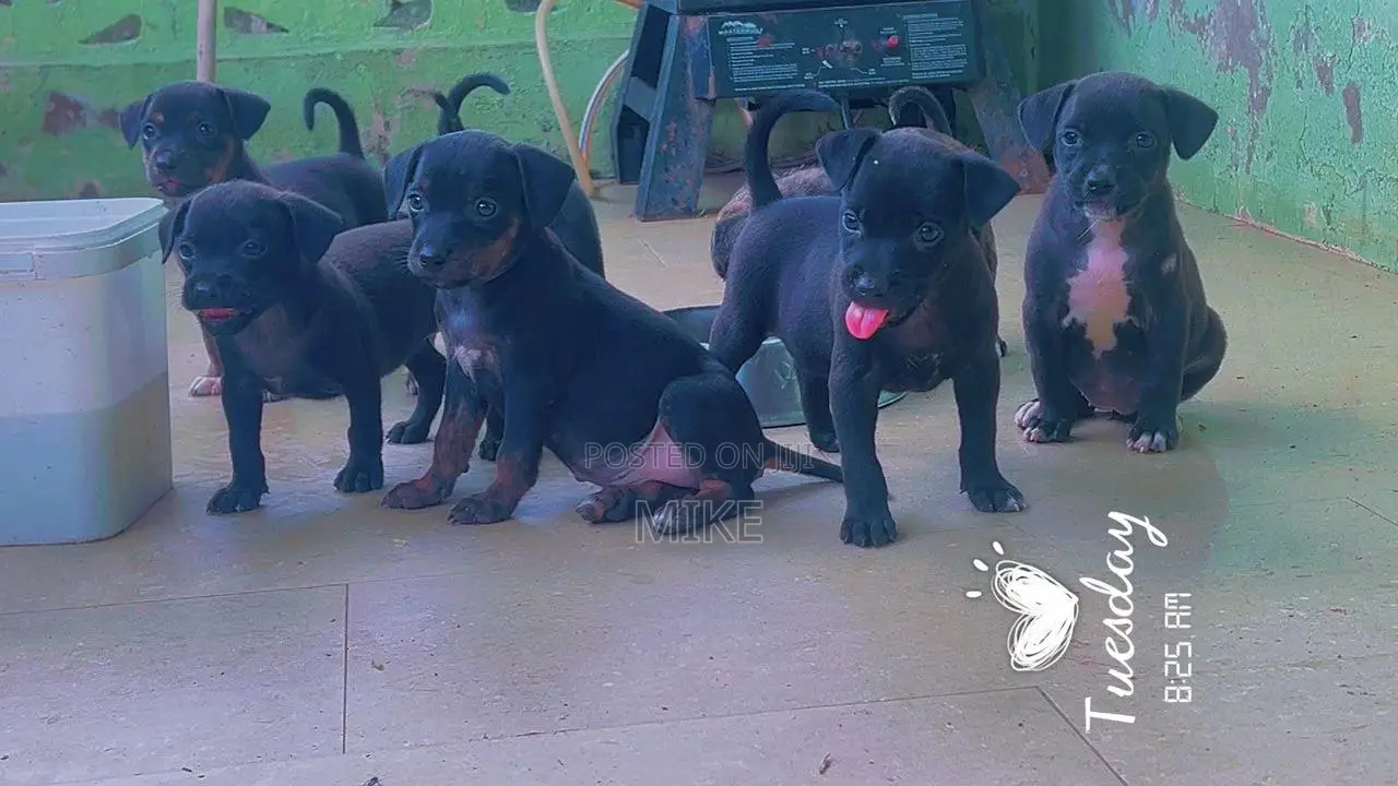 0-1 month Female Mixed Breed Dog