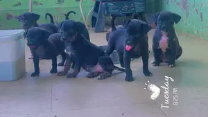 0-1 month Female Mixed Breed Dog