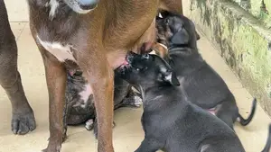 0-1 month Female Mixed Breed Dog