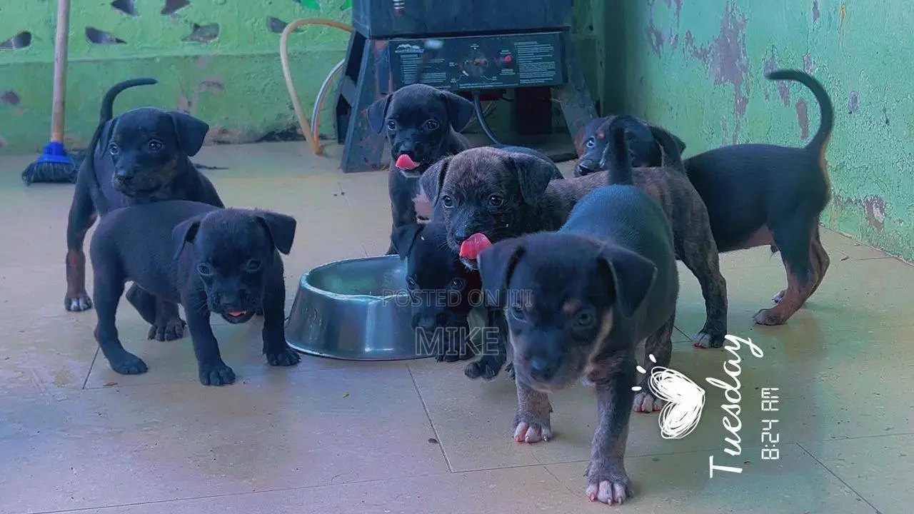 0-1 month Female Mixed Breed Dog