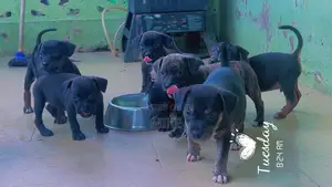 0-1 month Female Mixed Breed Dog