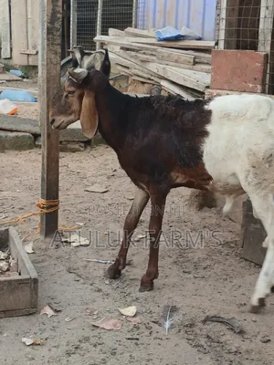 Home Breed Ram