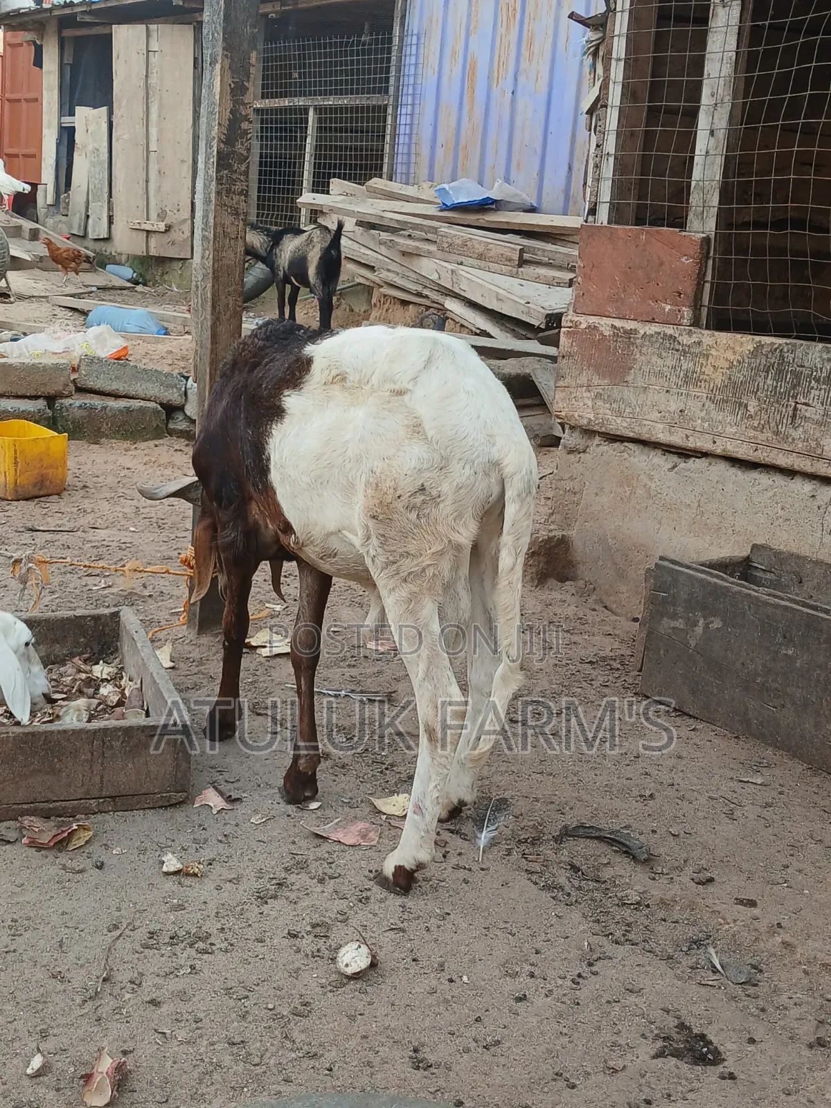 Home Breed Ram
