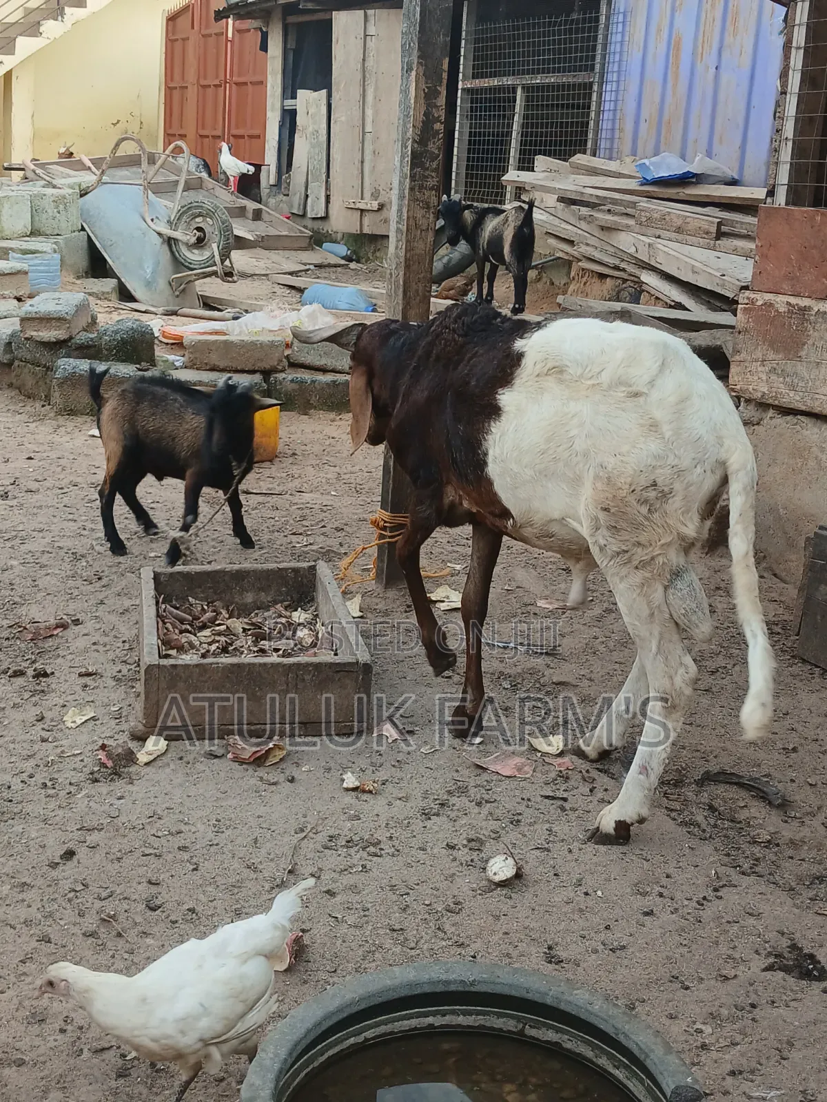 Home Breed Ram