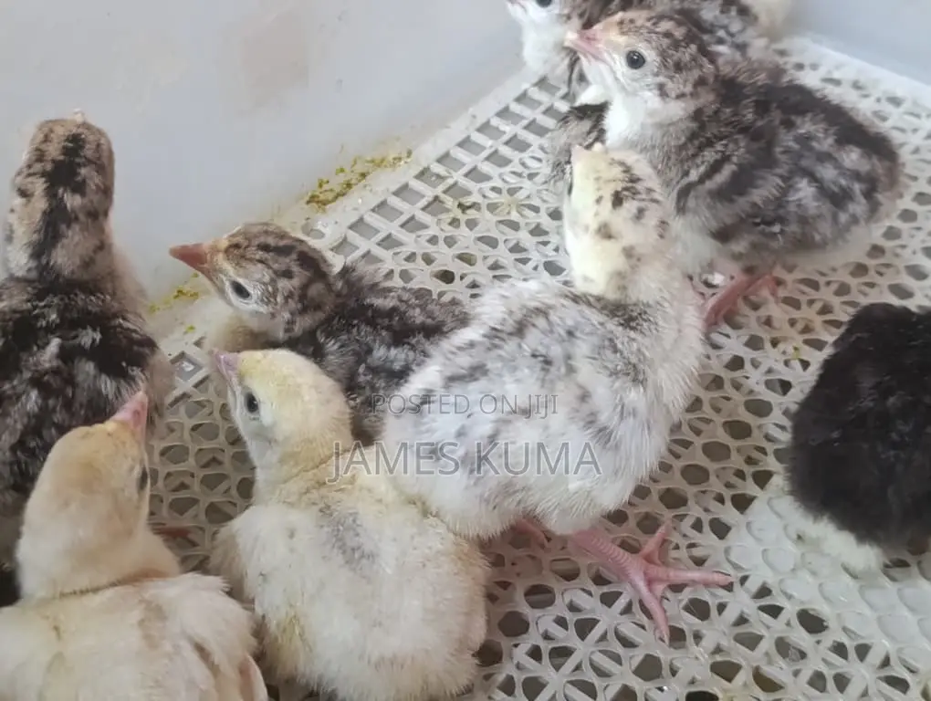 Day Old Hybrid Turkeys for Sale Ghc60.00