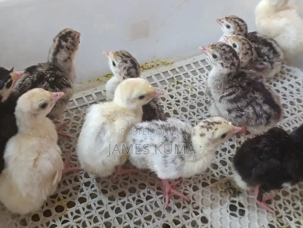 Day Old Hybrid Turkeys for Sale Ghc60.00