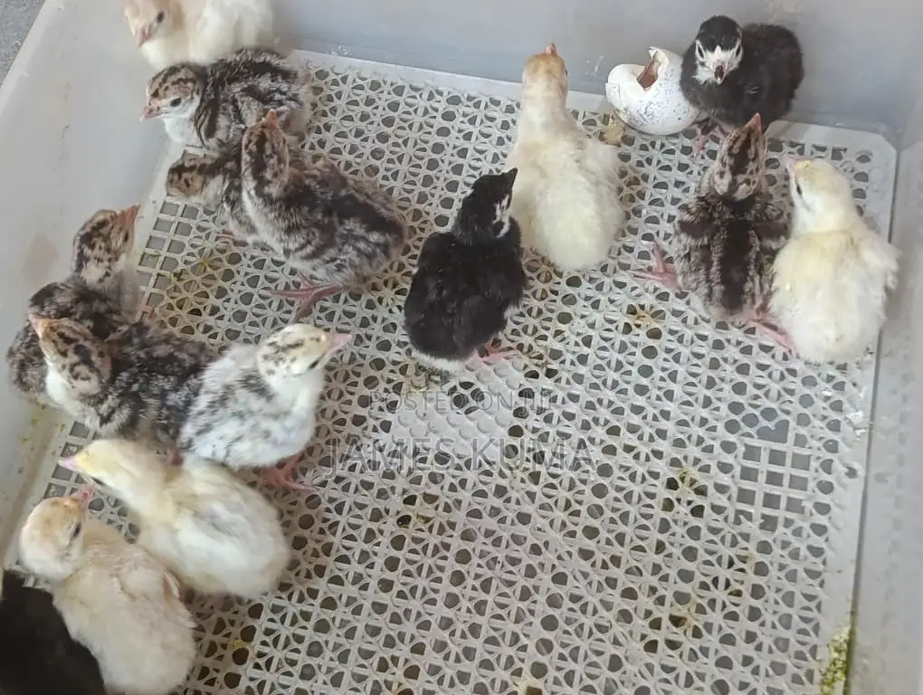 Day Old Hybrid Turkeys for Sale Ghc60.00