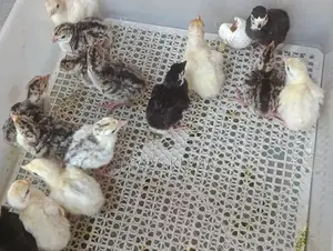 Day Old Hybrid Turkeys for Sale Ghc60.00