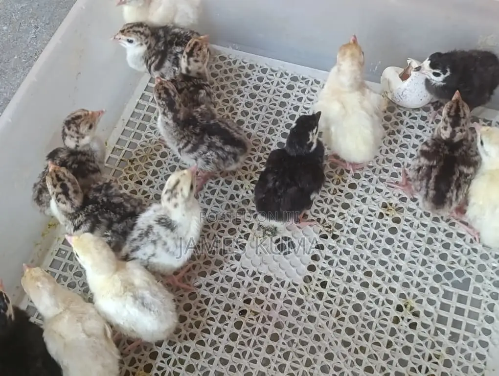 Day Old Hybrid Turkeys for Sale Ghc60.00