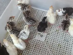 Day Old Hybrid Turkeys for Sale Ghc60.00