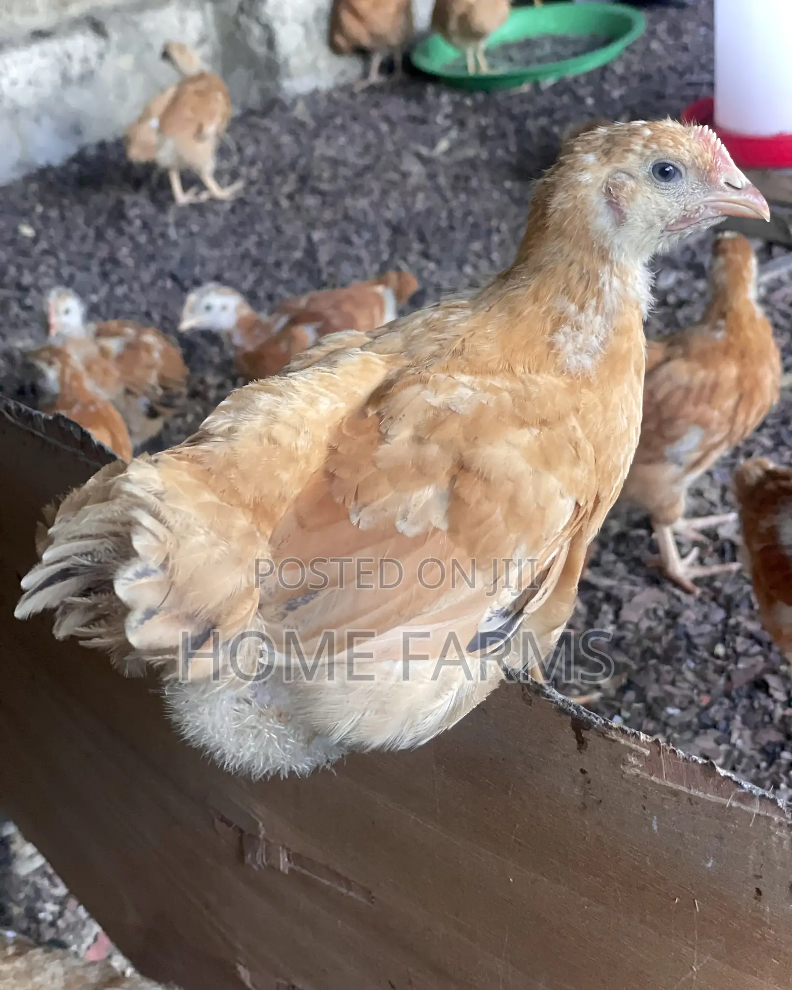 1 Month Old Sasso For Sale